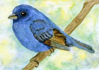"Indigo Bunting" by Rebecca Herb, Madison WI - Watercolor, SOLD